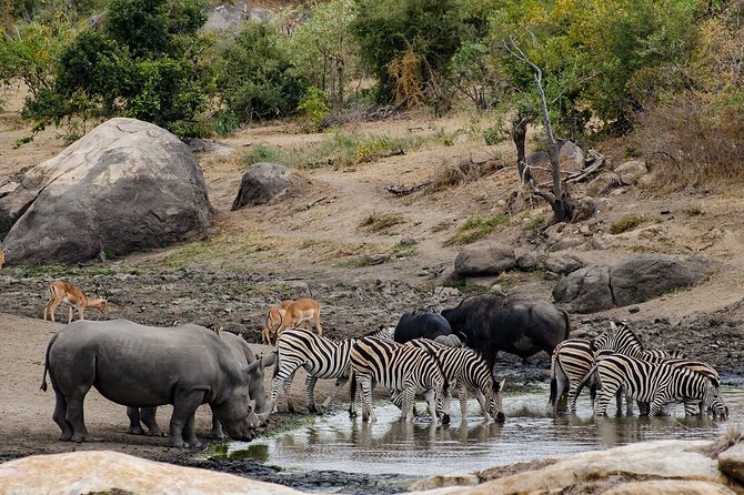 Full day Pilanesberg Safari Tour - Stop 1 inside the park: using time wisely once you arrive