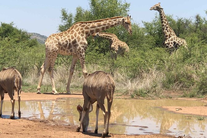 Full day Pilanesberg Safari Tour - Who this safari trip is best for