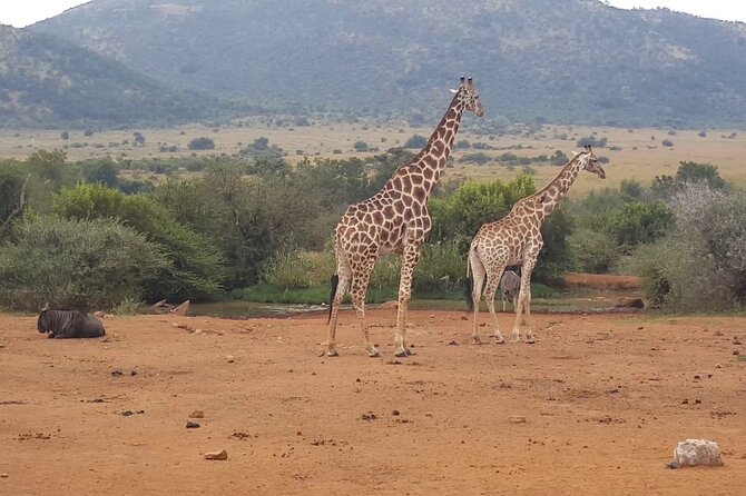 Full day Pilanesberg Safari Tour - Getting to Pilanesberg from Johannesburg without turning the day into stress