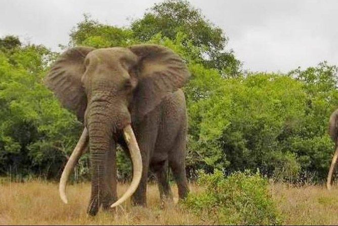Full day Private Addo elephant safari min 4 pax max 12 pax - Key things you should know before you go