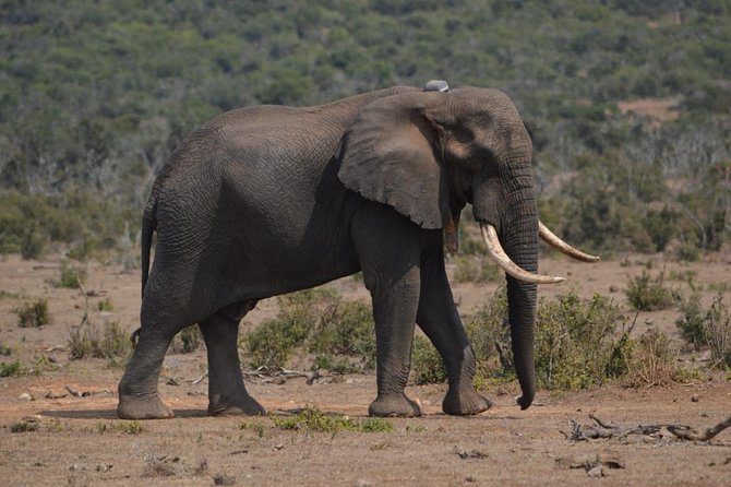 Full day Private Addo elephant safari min 4 pax max 12 pax - Wildlife expectations: Big Five in the title, and the honest reality on the ground