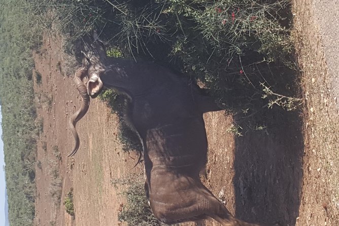Full day Private Addo elephant safari min 4 pax max 12 pax - Your guide: what strong guiding looks like in Addo