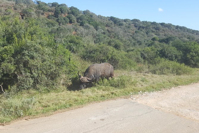 Full day Private Addo elephant safari min 4 pax max 12 pax - Pickup from Port Elizabeth or meet in Gqeberha, and what that changes