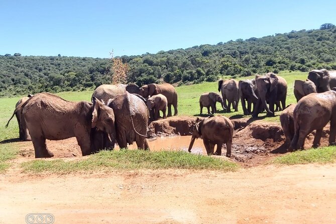 Full day Private Addo elephant safari min 4 pax max 12 pax - Price and value: is $230.82 per person fair for this setup?