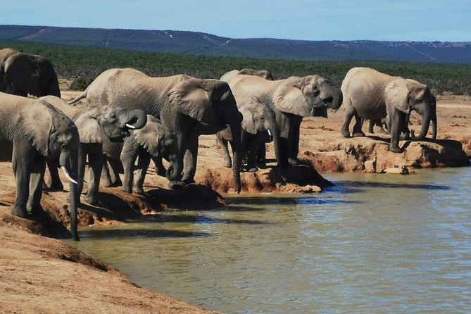 Full day Private Addo elephant safari min 4 pax max 12 pax - How a full day works in practice: game drive time, lunch, then more sightseeing