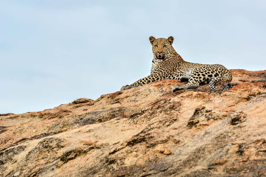 Full-Day Private Big 5 Safari in Kruger National Park - Key Highlights You’ll Actually Feel During This Safari