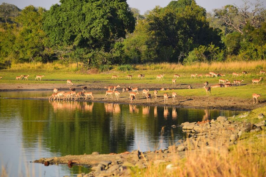 Full-Day Private Big 5 Safari in Kruger National Park - Tickets, Park Fees, and the Real Cost Picture