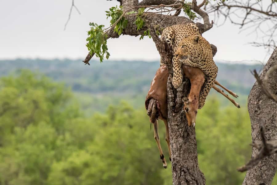 Full-Day Private Big 5 Safari in Kruger National Park - Why This Private Open Safari Works in Kruger