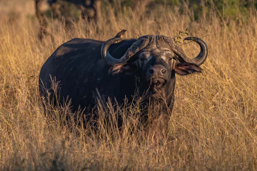 Full-Day Private Big 5 Safari in Kruger National Park - Bush Coffee Viewpoints and How to Stay Comfortable