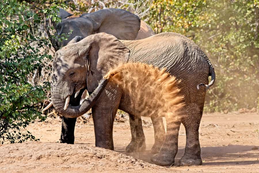 Full-Day Private Big 5 Safari in Kruger National Park - Late Breakfast Inside the Park, Then a Second Chance
