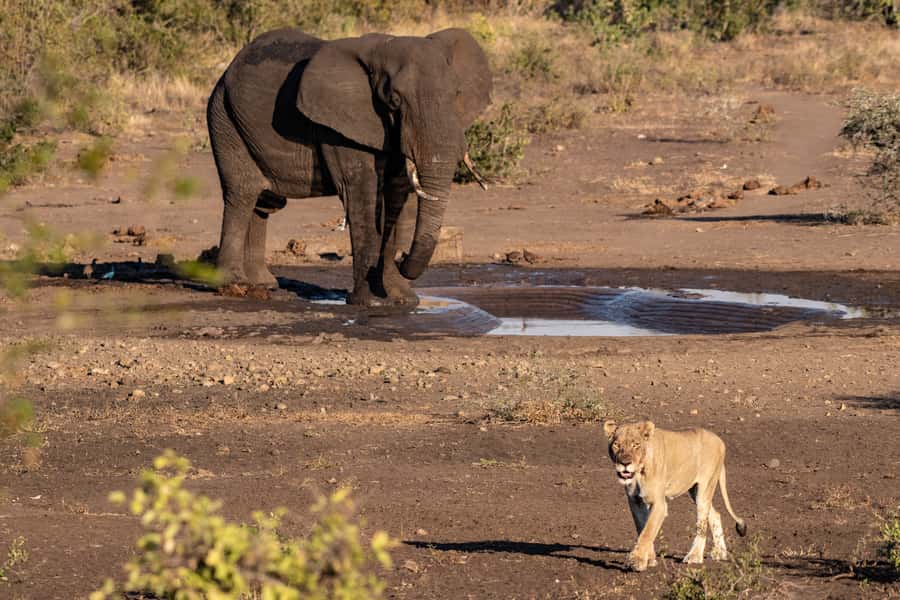 Full-Day Private Big 5 Safari in Kruger National Park - Afternoon Game Drive: Waterholes, Birdlife, and Big Mammal Timing