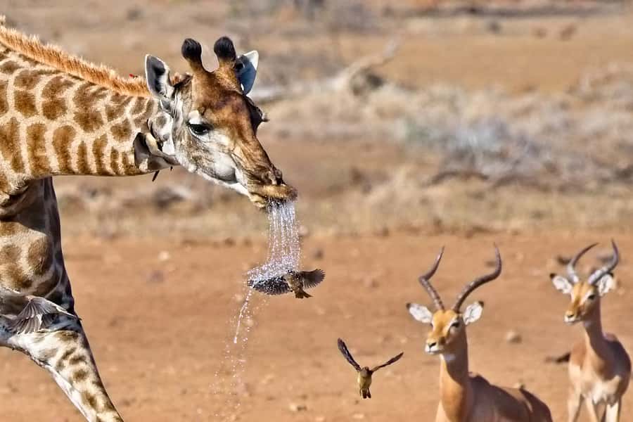 Full-Day Private Big 5 Safari in Kruger National Park - What a Private Guide Can Add Beyond Animal Spotting