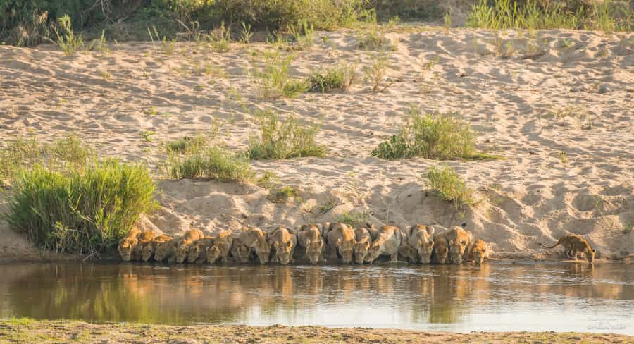 Full-Day Private Big 5 Safari in Kruger National Park - Transportation and Group Size: Up to 10, With Real Flexibility