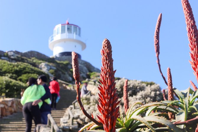 Full Day Private Cape Highlights - Getting the most out of the stops, not just ticking boxes