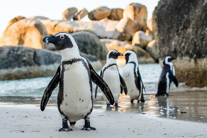 Full Day Private Cape Peninsula and Boulders Beach Tour - Key highlights