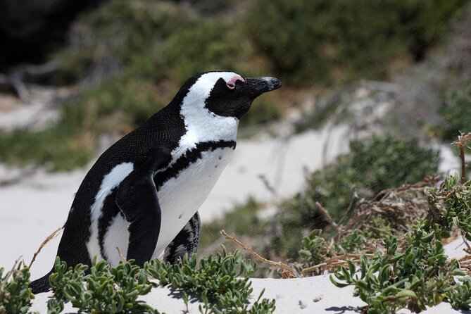 Full Day Private Cape Peninsula and Boulders Beach Tour - The Cape Peninsula, compressed into one practical 7-hour day