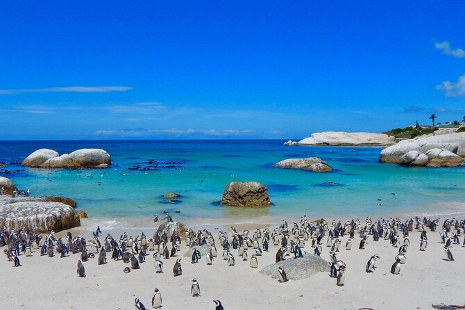 Full Day Private Cape Peninsula and Boulders Beach Tour - Maiden’s Cove viewpoint in Camps Bay: stop for the photos, then keep moving