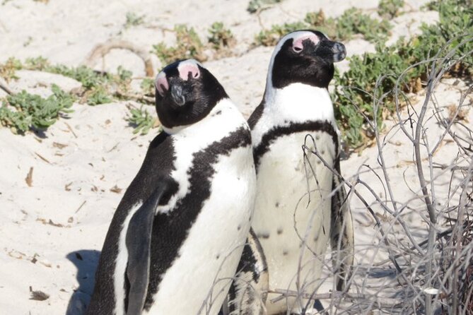 Full Day Private Cape Peninsula and Boulders Beach Tour - Chapman’s Peak Drive: the scenic road moment, with tolls handled
