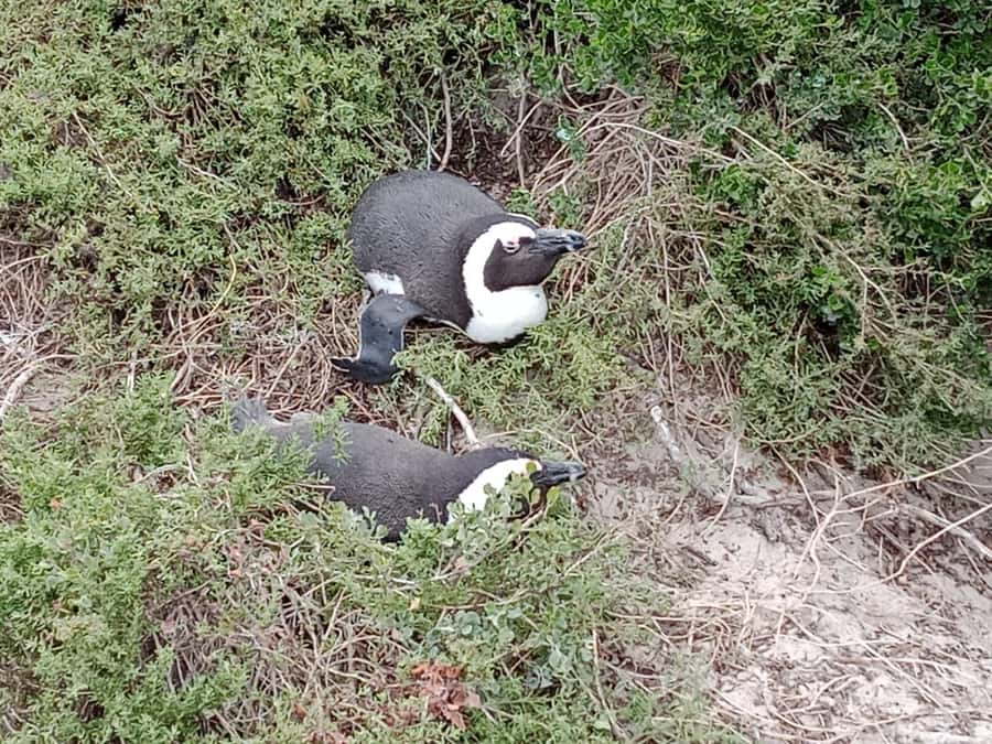 Full-Day Private Excursion: Cape of Good Hope and Penguins - Should You Book This Private Cape Peninsula Tour?