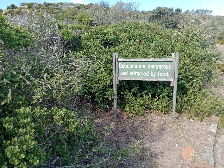 Full-Day Private Excursion: Cape of Good Hope and Penguins - Chapman’s Peak Drive to the Old Lighthouse at Cape Point