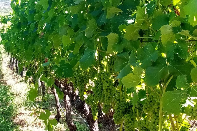 Full-Day Private Guided Wine Tasting Tour of Cape Wineries - Stellenbosch on your own: time for lunch and art-walk energy