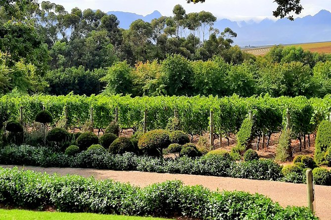 Full-Day Private Guided Wine Tasting Tour of Cape Wineries - Fairview Wine and Cheese: 6 wines paired with cheese