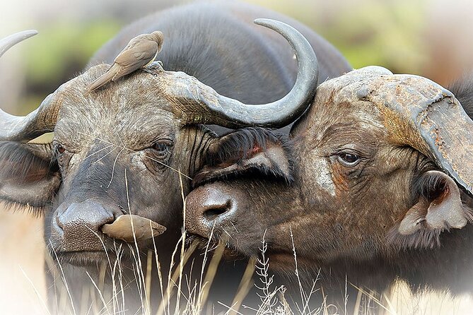 Full Day Private Kruger Park Safari - Who should book this safari, and who might prefer something else