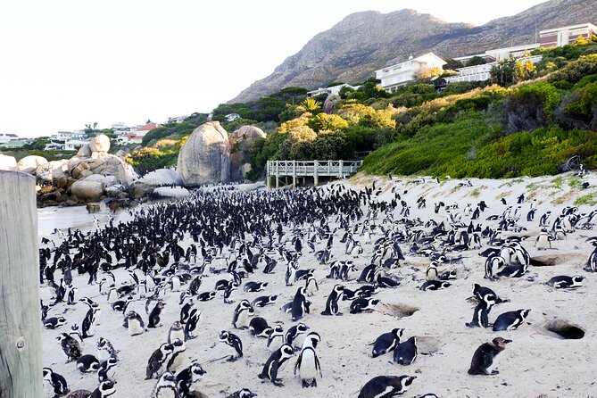 Full-Day Private Robben Island, Penguins & Cape of Good Hope Tour - Robben Island Museum, the ferry ride, and the Long March to Freedom walk