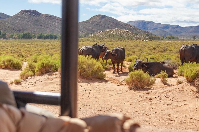Full-Day Private Safari Tour to Aquila Game Reserve - Key things to know before you go
