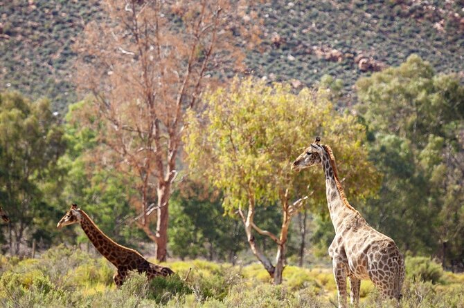 Full-Day Private Safari Tour to Aquila Game Reserve - Morning pickup at 7:00am and the N1 drive out of town