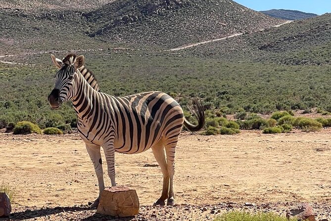 Full-Day Private Safari Tour to Aquila Game Reserve - The shared game drive with an experienced ranger, how to spot better
