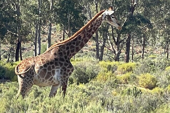 Full-Day Private Safari Tour to Aquila Game Reserve - After the safari: buffet lunch, terrace relaxation, and a slower finish