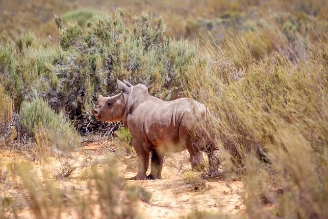 Full-Day Private Safari Tour to Aquila Game Reserve - Fairview Wine and Cheese tasting, an easy win on the way back