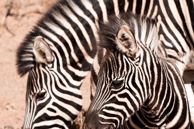 Full-Day Private Safari Tour to Aquila Game Reserve - Price and value for a 7 to 9 hour private safari day