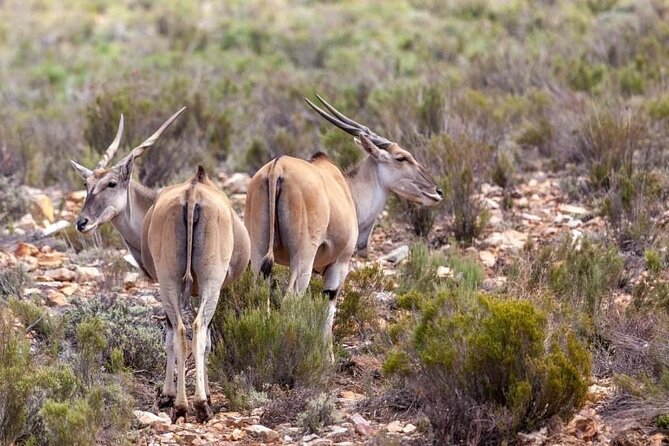 Full-Day Private Safari Tour to Aquila Game Reserve - What I’d expect to see, and how to set your wildlife expectations