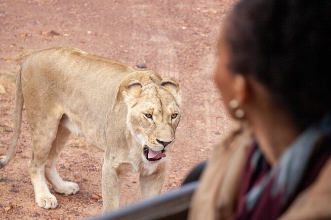 Full-Day Private Safari Tour to Aquila Game Reserve - First stop at Aquila: welcome drink, buffet breakfast, and then wildlife time