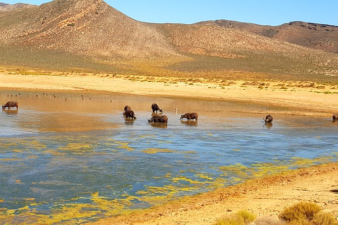 Full-Day Safari Aquila Game Reserve from Cape Town - Paarl and Afrikaans Landmarks: Language, Wine, and Paarl Rock Views