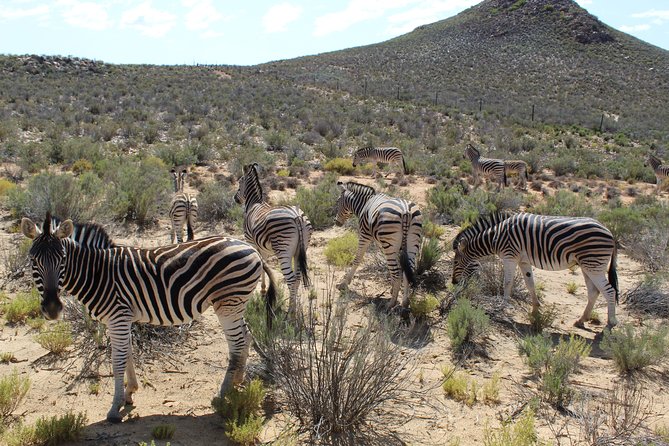 Full-Day Safari Aquila Game Reserve from Cape Town - Franschhoek: Gourmet Reputation and the Victor Verster Prison Stop
