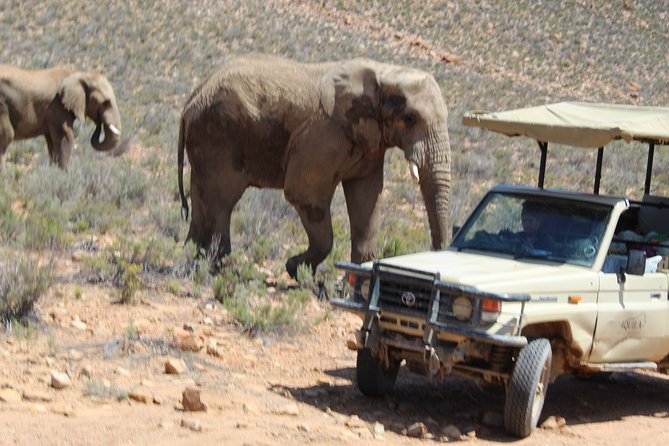 Full-Day Safari Aquila Game Reserve from Cape Town - Hex Valley and the Scenic Approach to Aquila Game Reserve