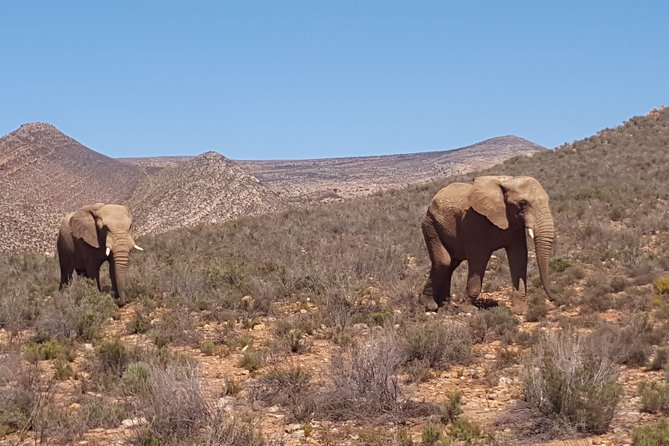 Full-Day Safari Aquila Game Reserve from Cape Town - Stellenbosch Stops: Wine Estates, Stellenbosch University, and Quick Culture Hits