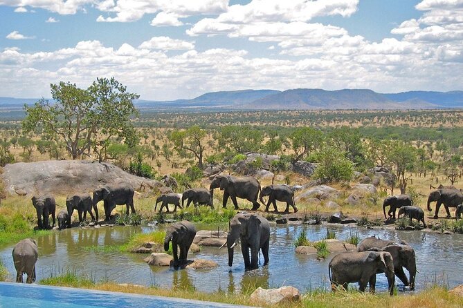 Full Day Safari From Durban to Hluhluwe-Imfolozi Game Reserve - A Full-Day Safari From Durban: Early Start, Straight Run, Clear Expectations