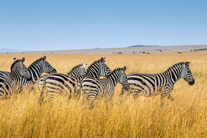 Full Day Safari From Durban to Hluhluwe-Imfolozi Game Reserve - Big Five Targets and the Smaller Sightings: How to Get More From Every Stop