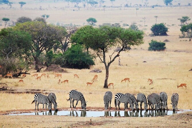 Full Day Safari From Durban to Hluhluwe-Imfolozi Game Reserve - Transport, Group Style, and What You Control: Pickup and a Private Setup