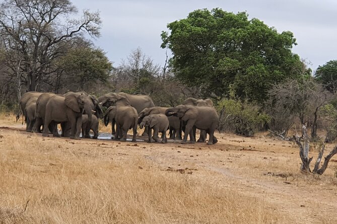 Full Day Safari from Johannesburg - Pilanesberg Nature Reserve - What makes this Pilanesberg safari work so well