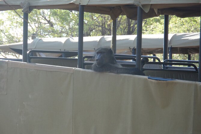Full Day Safari from Johannesburg - Pilanesberg Nature Reserve - Setting off from Sandton: the 7:00 a.m. rhythm