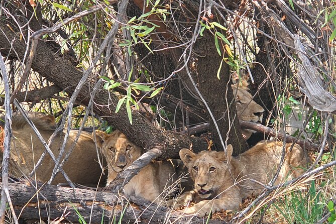 Full Day Safari from Johannesburg - Pilanesberg Nature Reserve - Lunch at the lodges: plan for an extra cost