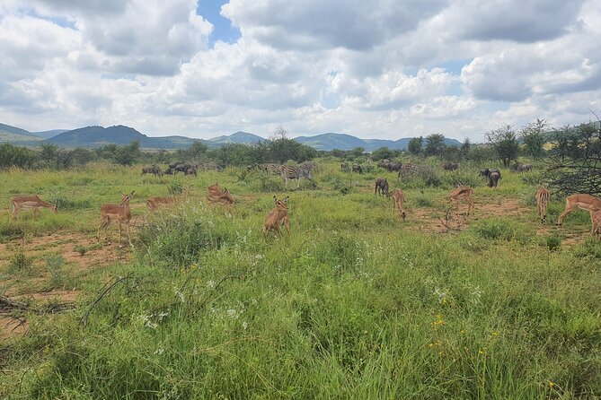Full Day Safari from Johannesburg - Pilanesberg Nature Reserve - Timing your expectations: leaving at 5:00 or 6:00 p.m.