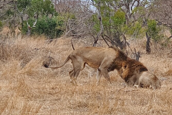 Full Day Safari from Johannesburg - Pilanesberg Nature Reserve - Why Pilanesberg fits a full-day safari (even if you only have one day)