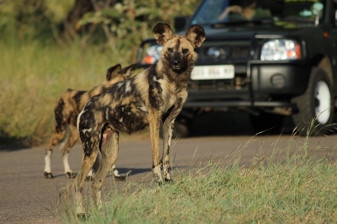 Full Day Safari in the Kruger National Park from Hazyview - Key highlights worth marking on your map