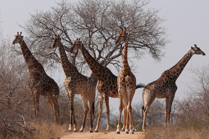 Full Day Safari in the Kruger National Park from Hazyview - Open-Top Safari Vehicle and Live Guide Commentary
